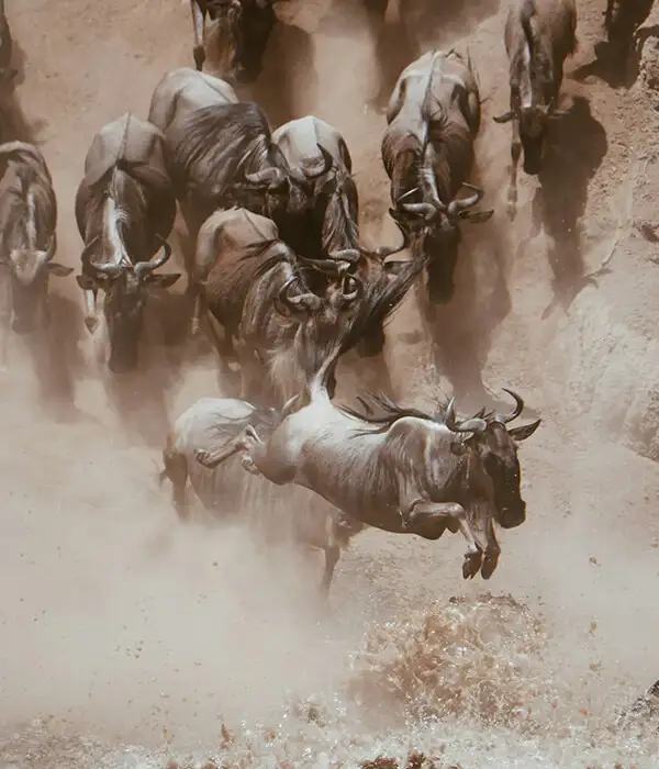 Mejor época para viajar a Tanzania