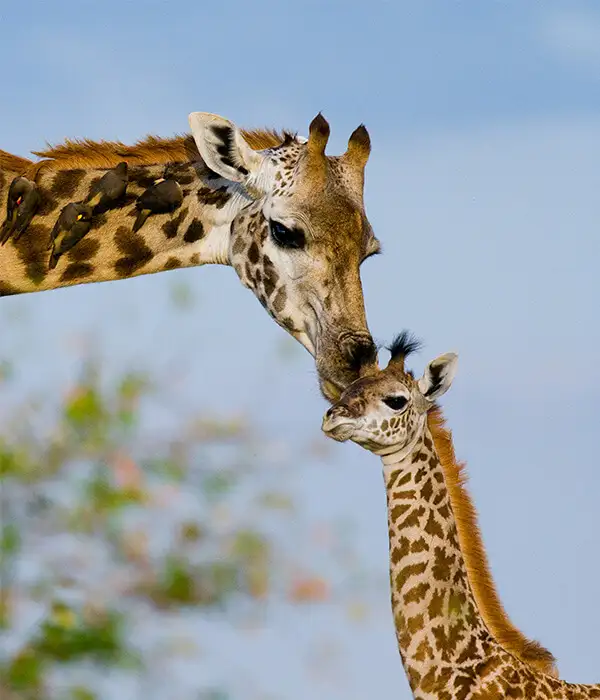 Qué ver y hacer en Tanzania