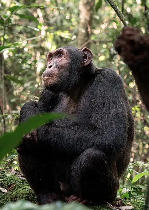 Qué ver y hacer en Uganda