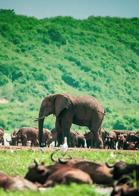 Consejos para viajar a Uganda