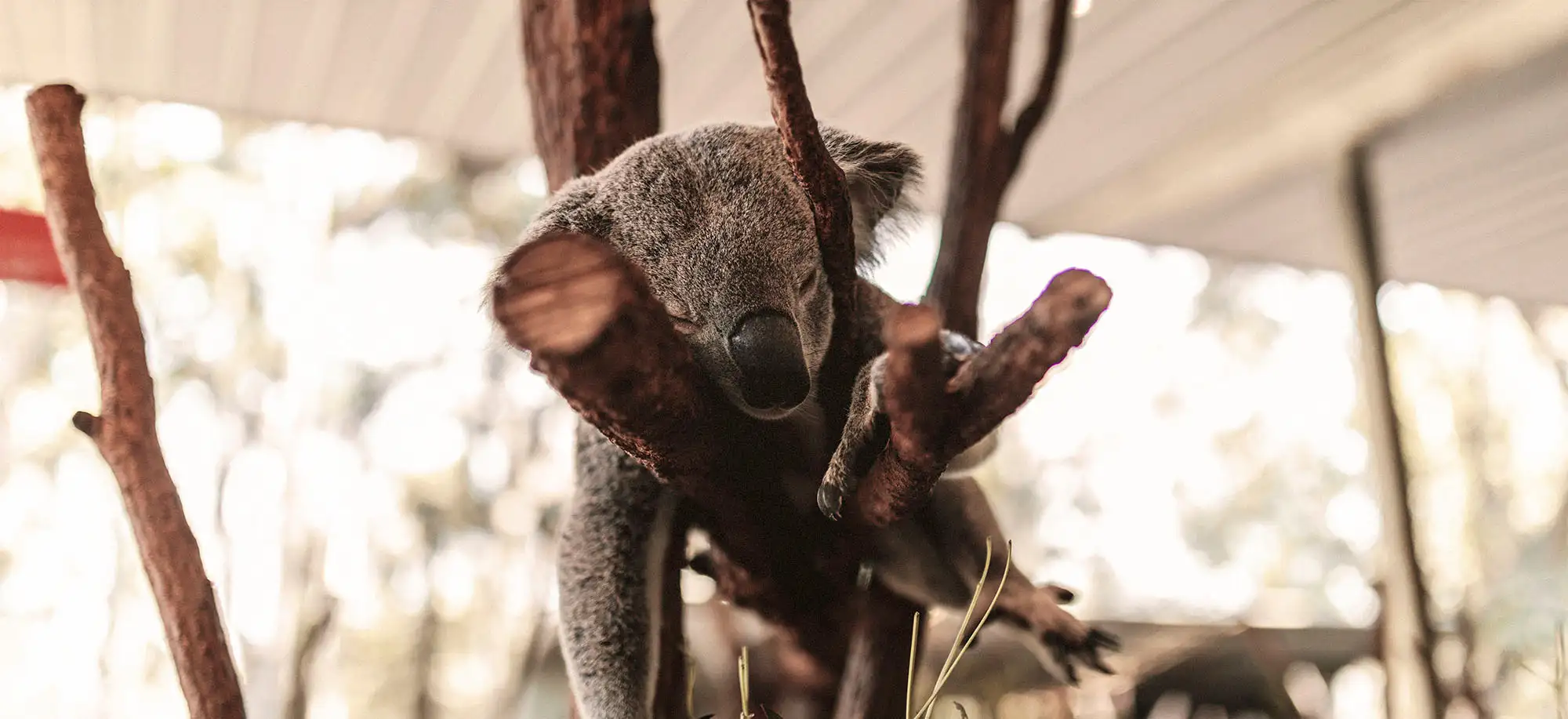 Fauna Endémica de Australia