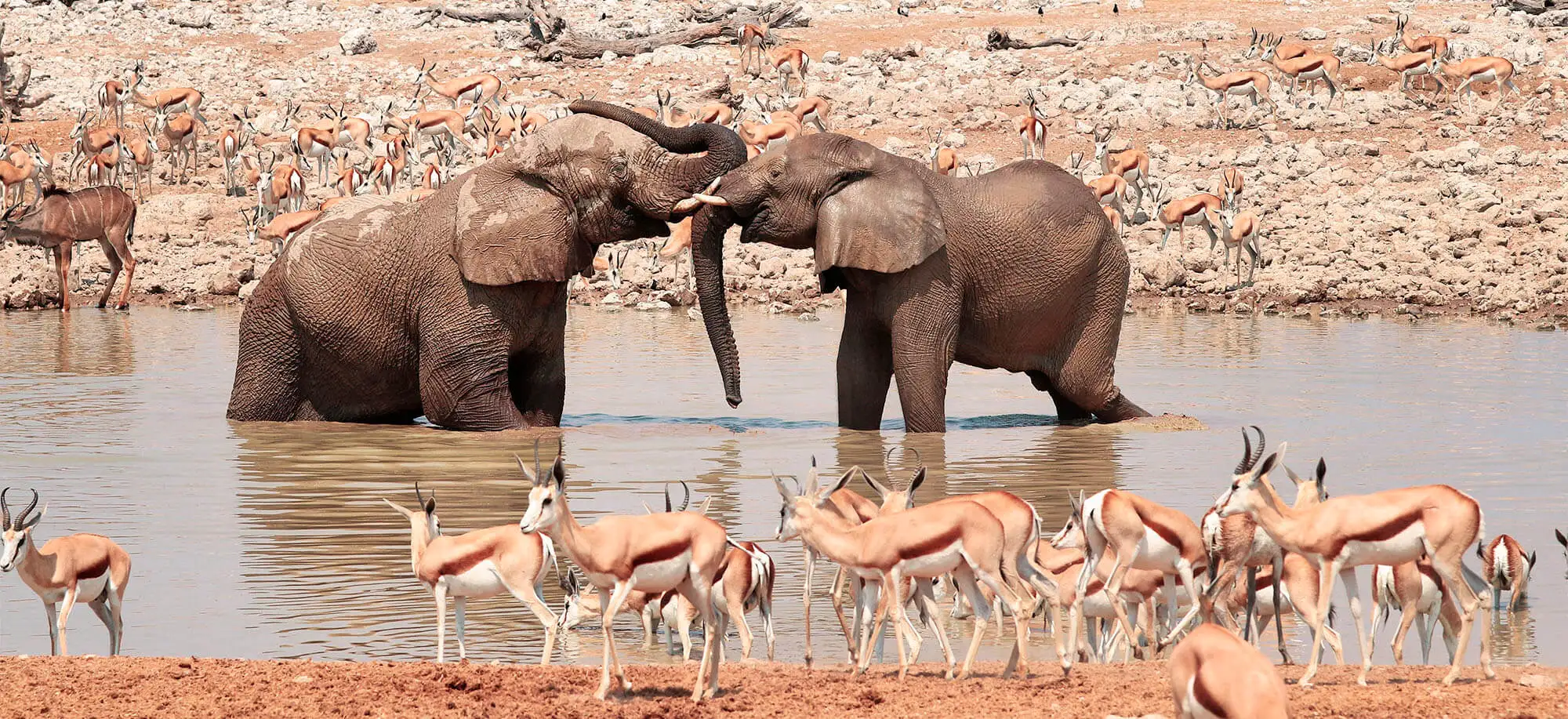 Viajes al Parque Nacional Etosha